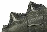 Bizarre Shark (Edestus) Jaw Section with Teeth - Carboniferous #269672-2